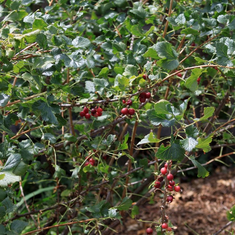 Schwarze Johannisbeere - Ribes nigrum (Plant habit)