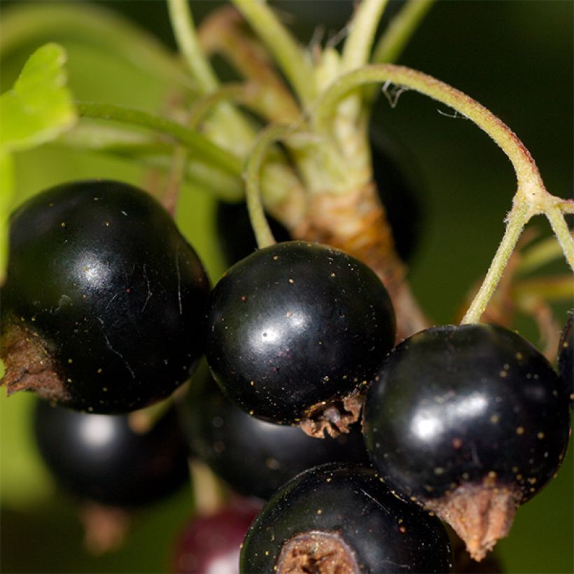 Schwarze Johannisbeere Titania (Harvest)