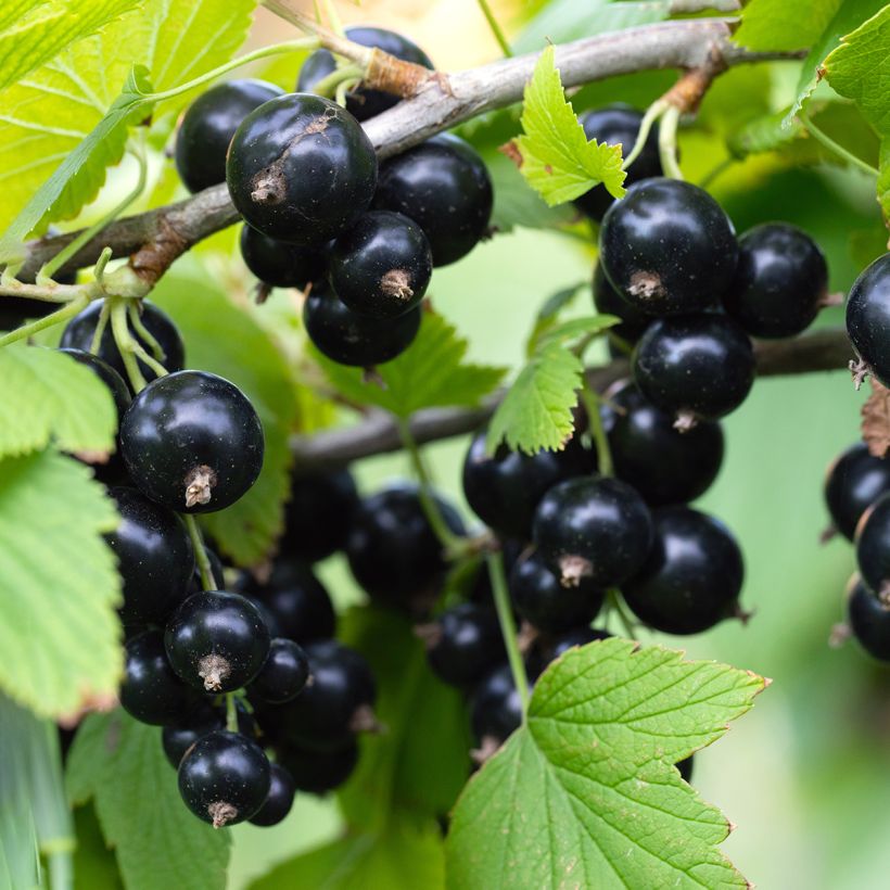 Schwarze Johannisbeere Titania Bio (Harvest)