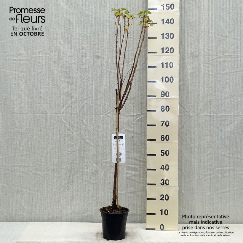 Example of Schwarze Johannisbeere Titania Topf mit 1,5L/2L as you get in automne