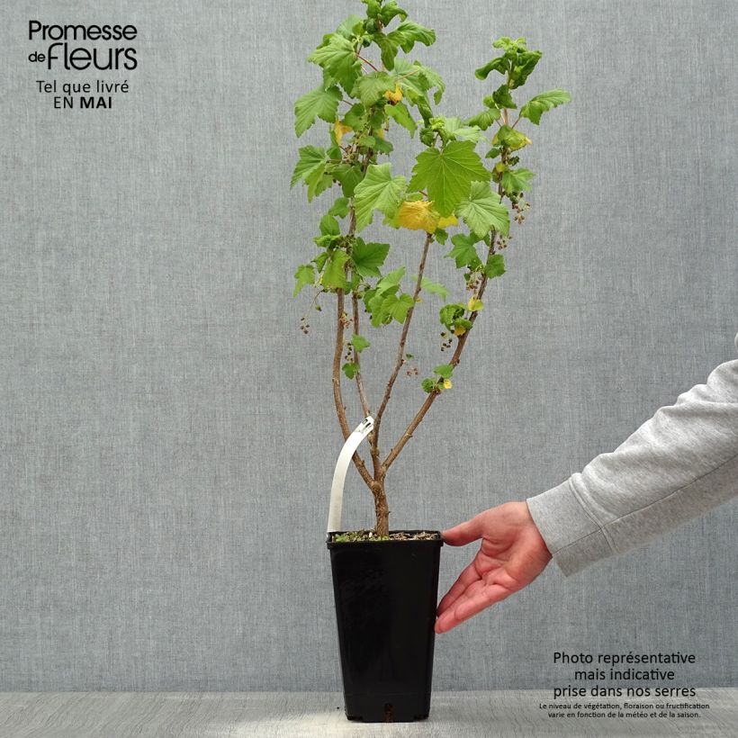 Exemplar von Schwarze Johannisbeere Troll Topf mit 2L/3L, Strauch wie im Frühjahr geliefert