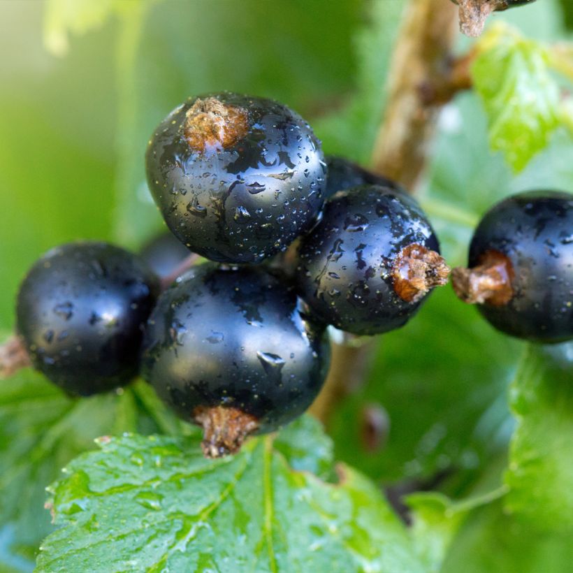 Schwarze Johannisbeere Troll (Harvest)