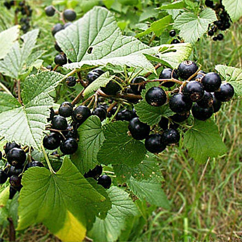 Schwarze Johannisbeere Wellington (Harvest)