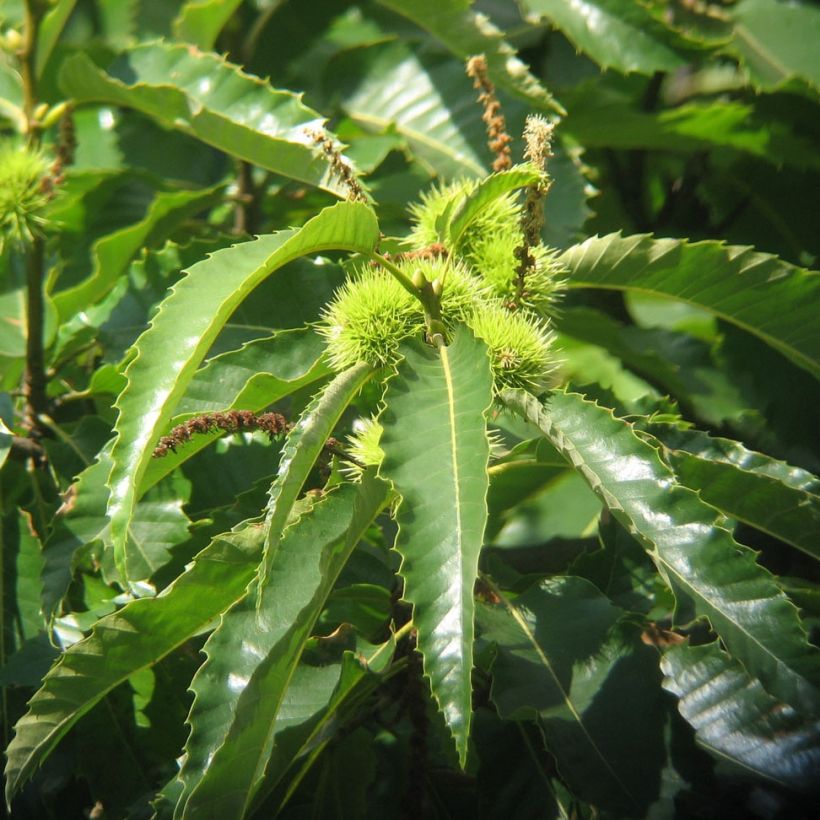 Esskastanie - Castanea sativa (Foliage)