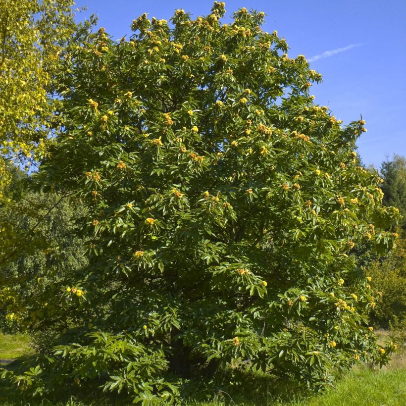 Esskastanie - Castanea sativa (Plant habit)