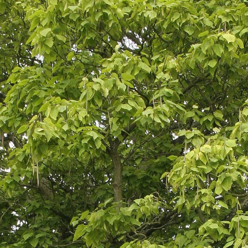 Trompetenbaum - Catalpa bignonioides (Foliage)