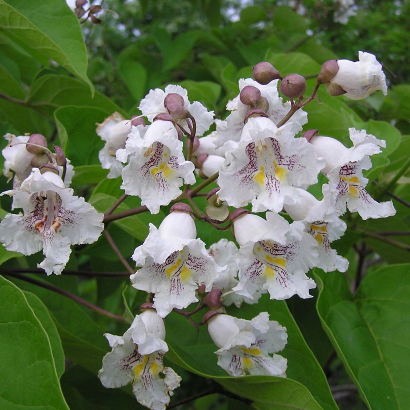 Trompetenbaum - Catalpa bignonioides (Flowering)