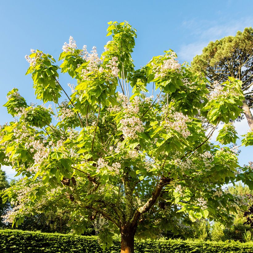 Trompetenbaum Aurea - Catalpa bignonioides (Plant habit)