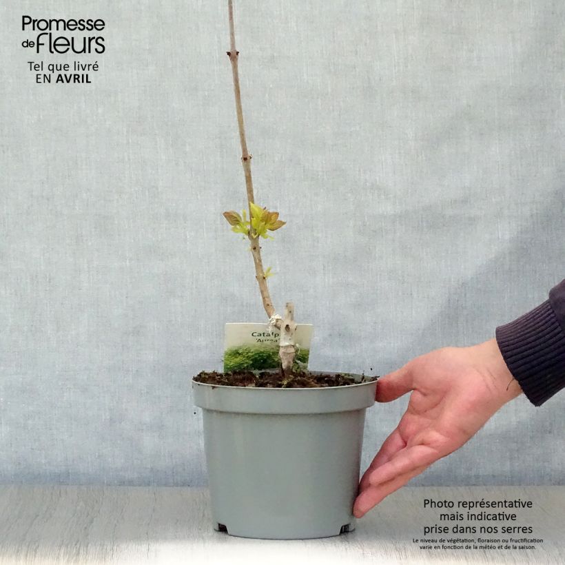 Exemplar von Trompetenbaum Aurea - Catalpa bignonioides Topf mit 2L/3L wie im Frühjahr geliefert