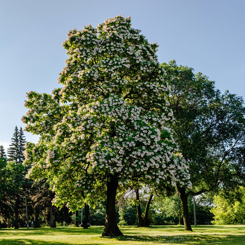 Trompetenbaum - Catalpa bignonioides (Plant habit)