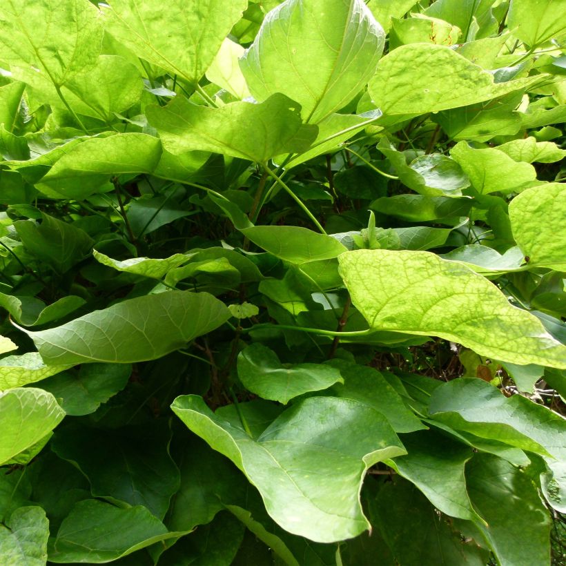 Trompetenbaum Nana - Catalpa bignonioides (Foliage)