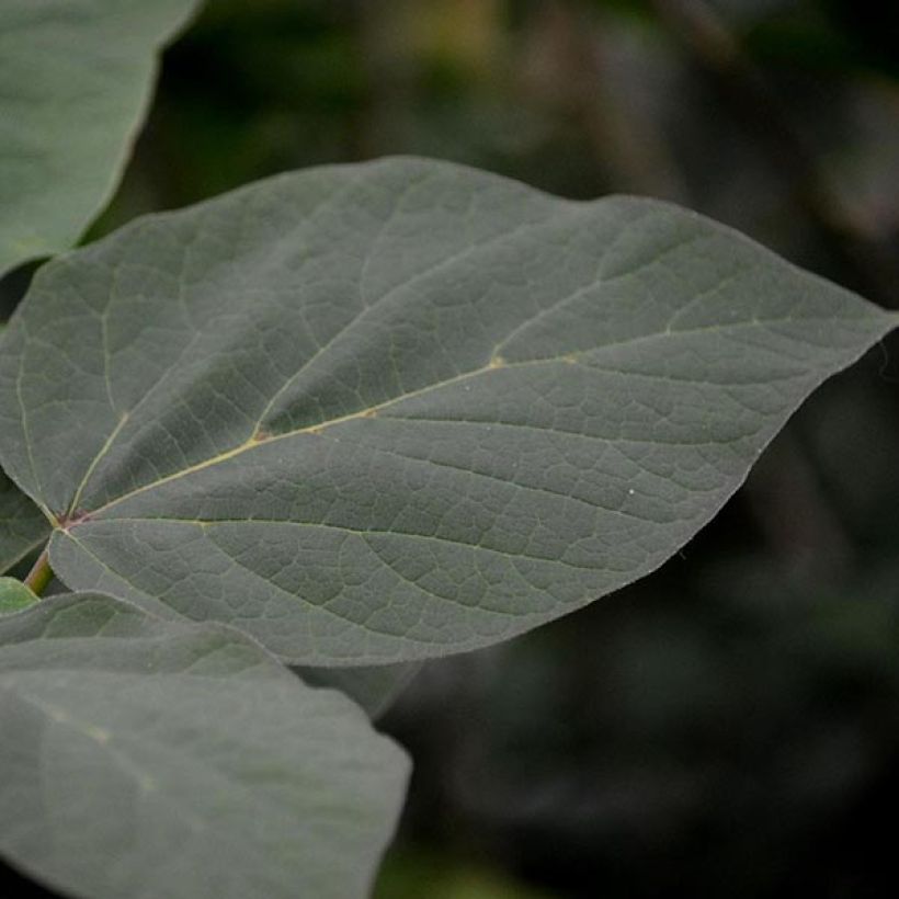 Trompetenbaum Purpurea - Catalpa erubescens (Foliage)