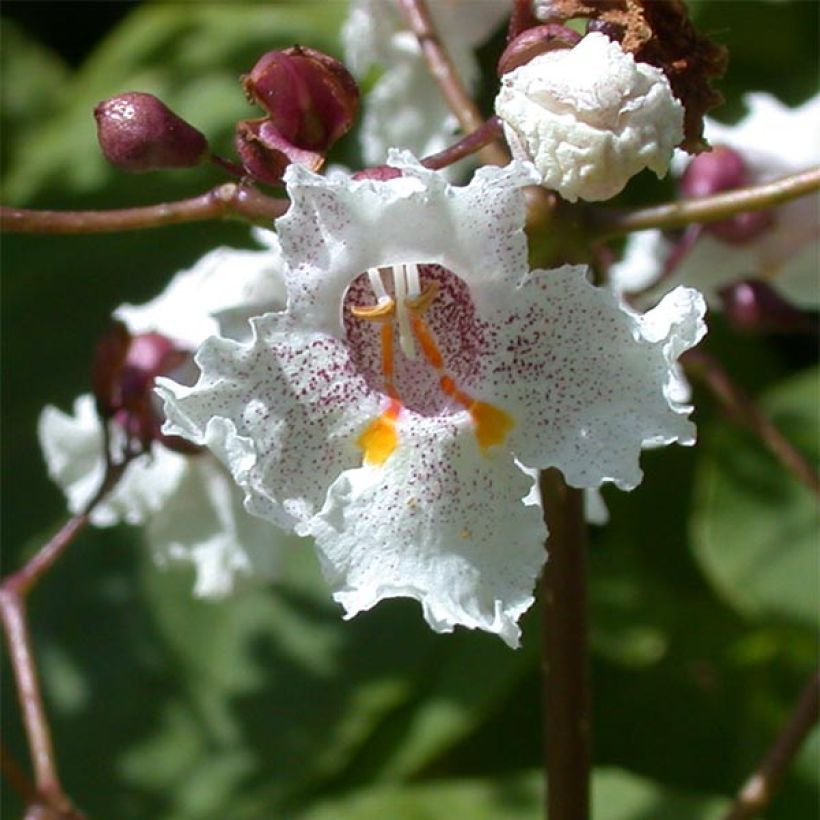 Trompetenbaum Purpurea - Catalpa erubescens (Flowering)