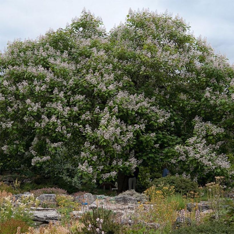Trompetenbaum Purpurea - Catalpa erubescens (Plant habit)