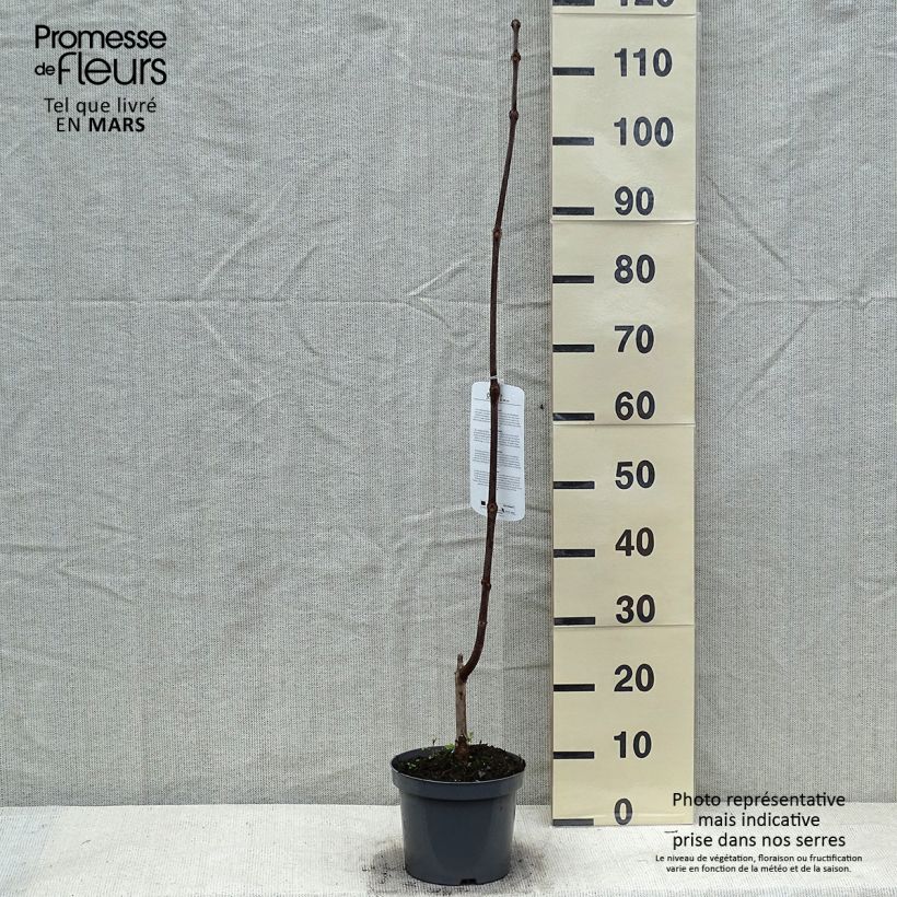 Exemplar von Trompetenbaum Purpurea - Catalpa erubescens Topf mit 3L/4L wie im Winter geliefert