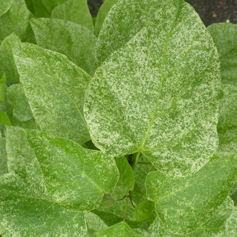 Prächtiger Trompetenbaum Pulverulenta - Catalpa speciosa (Foliage)