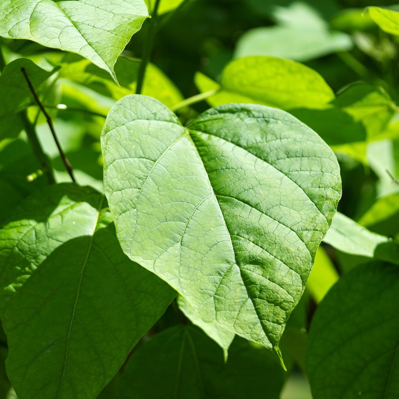 Graines de Catalpa commun - Catalpa bignonioides (Laub)
