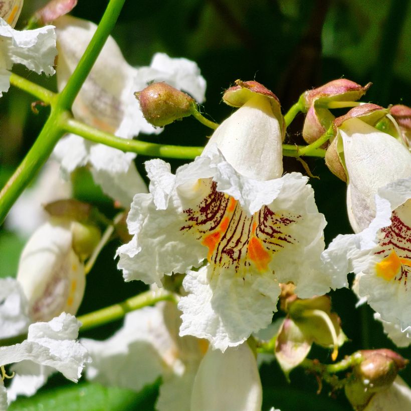 Graines de Catalpa commun - Catalpa bignonioides (Blüte)