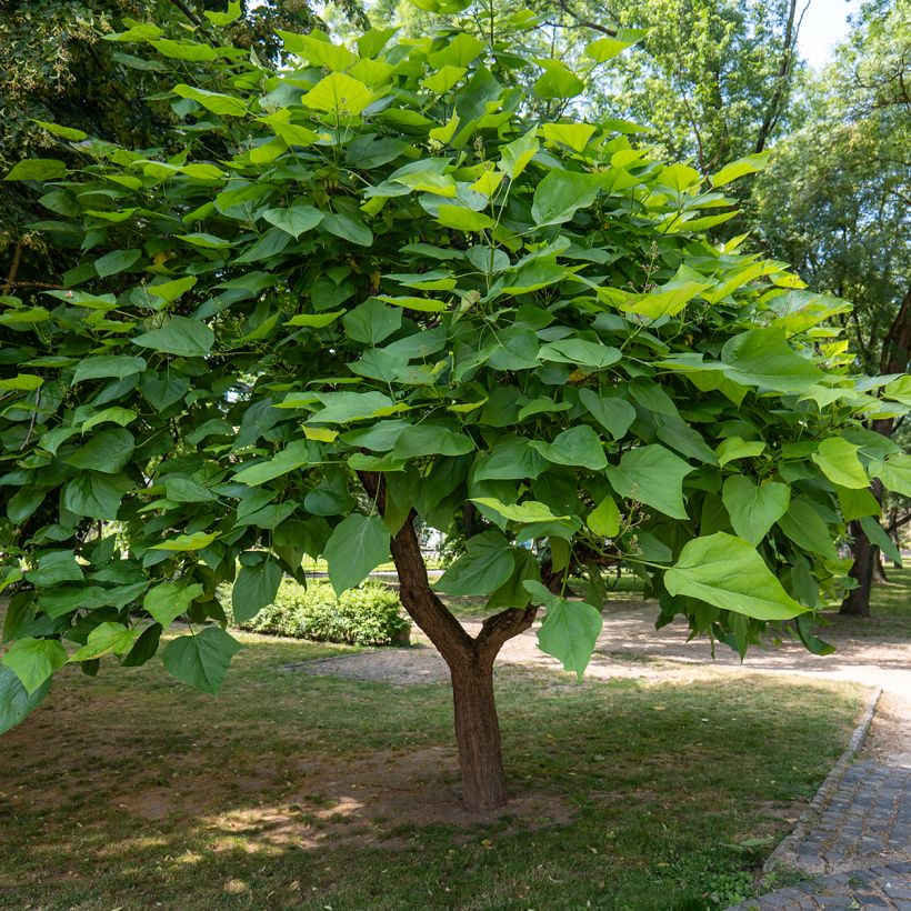 Graines de Catalpa commun - Catalpa bignonioides (Wuchs)