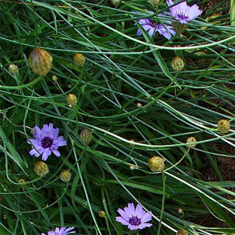 Catananche caerulea - Blaue Rasselblume (Foliage)