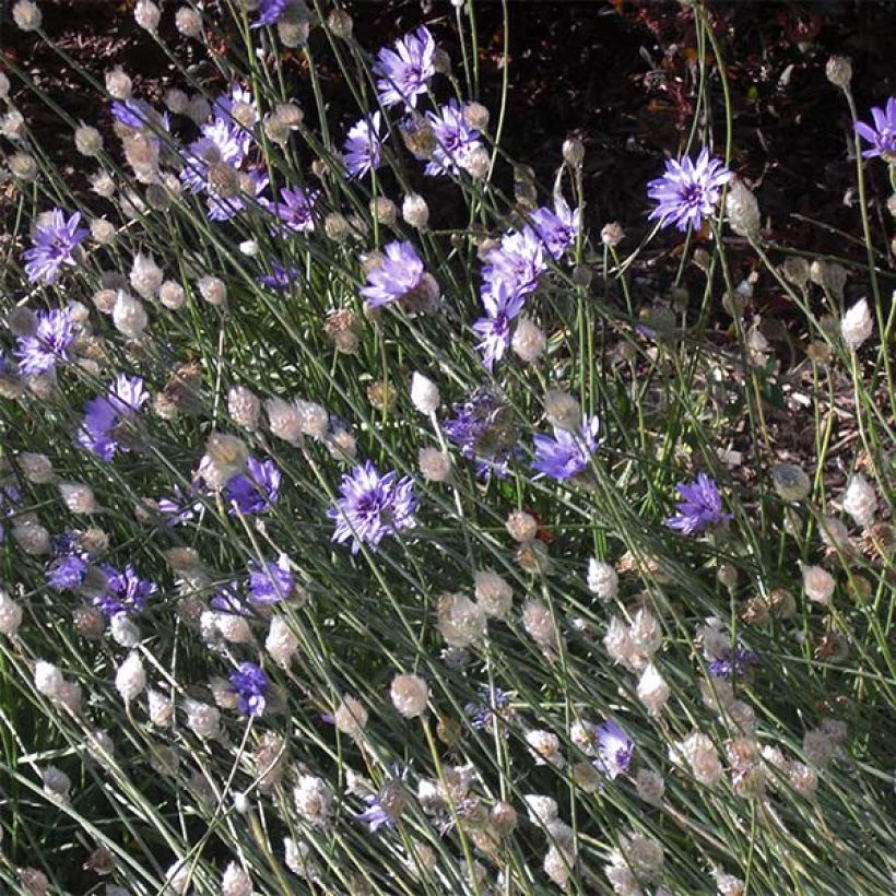 Catananche caerulea - Blaue Rasselblume (Plant habit)