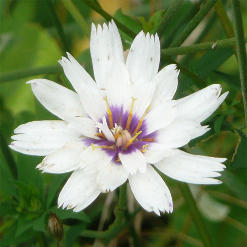 Catananche caerulea Alba - Blaue Rasselblume (Flowering)