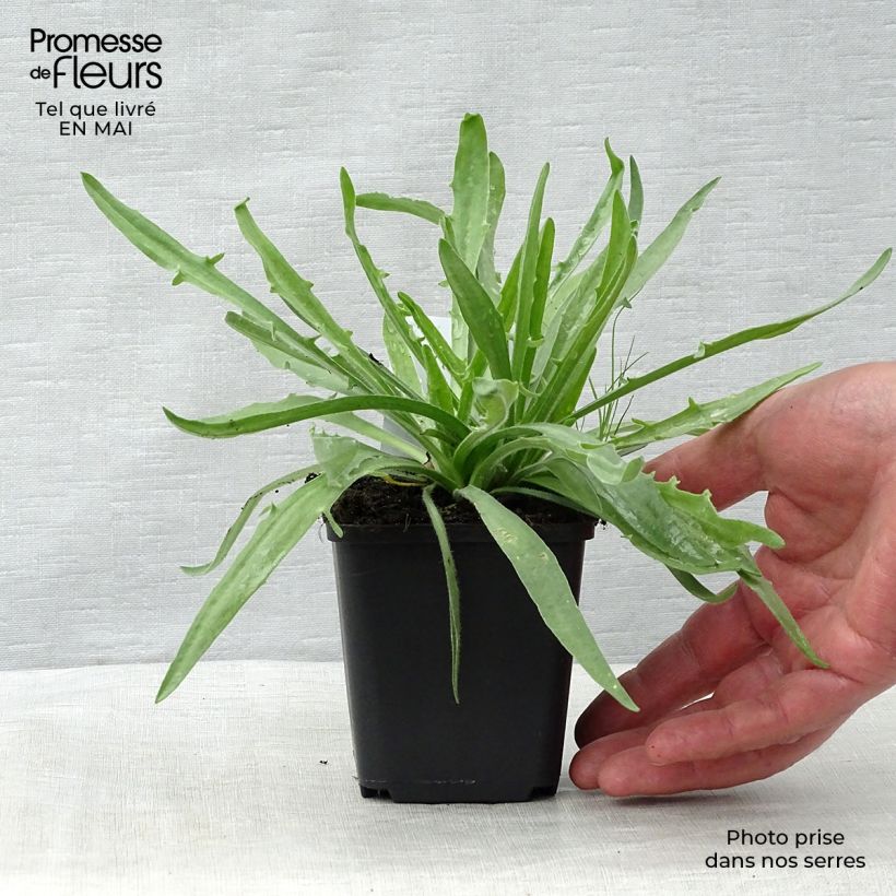 Exemplar von Catananche caerulea Alba - Blaue Rasselblume Kleine Töpfe von 8/9 cm wie im Frühjahr geliefert