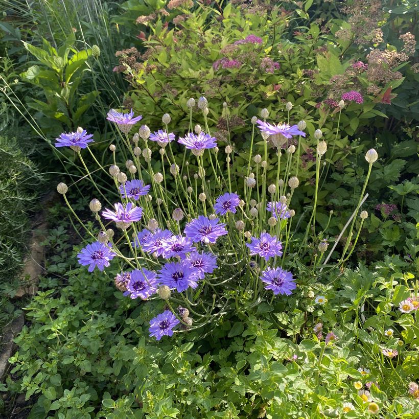 Catananche caerulea - Blaue Rasselblume (Hafen)