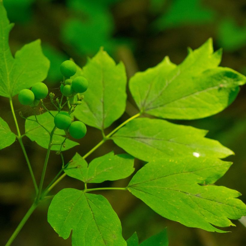 Caulophyllum thalictroides - Frauenwurzel (Foliage)