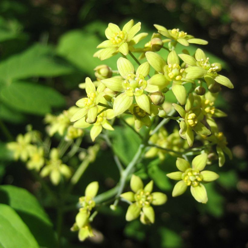 Caulophyllum thalictroides - Frauenwurzel (Flowering)
