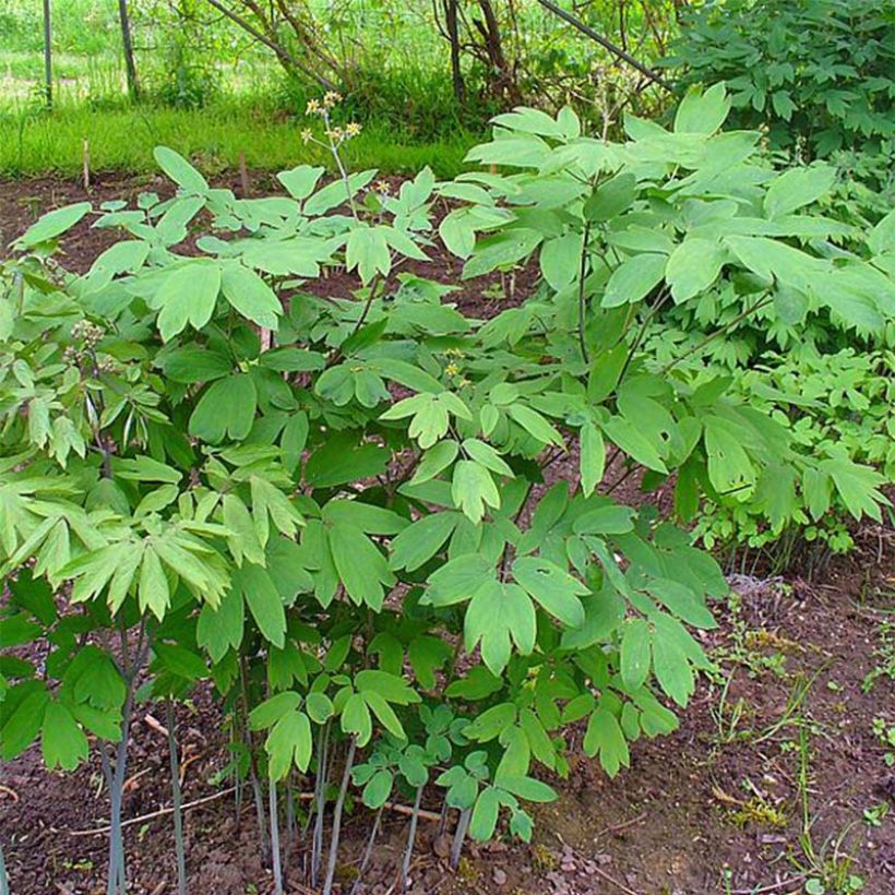 Caulophyllum thalictroides - Frauenwurzel (Plant habit)