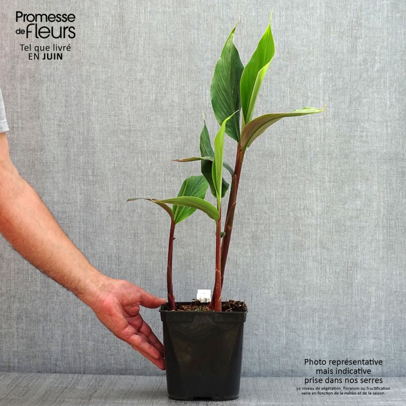 Exemplar von Cautleya spicata Robusta Topf mit 2L/3L wie im Sommer geliefert