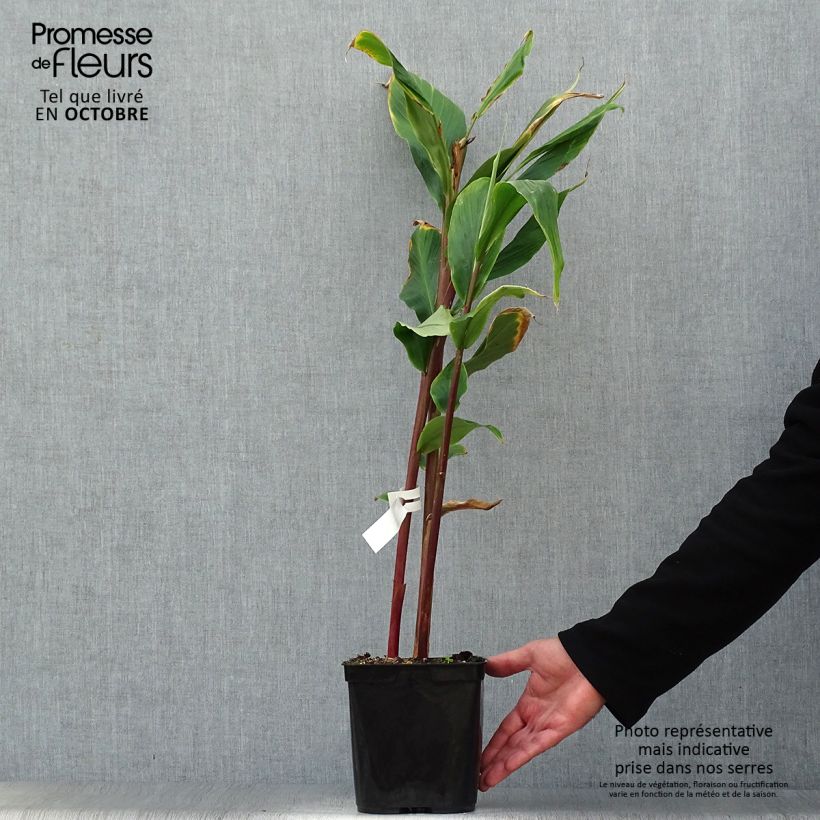 Example of Cautleya spicata Robusta Topf mit 2L/3L as you get in automne