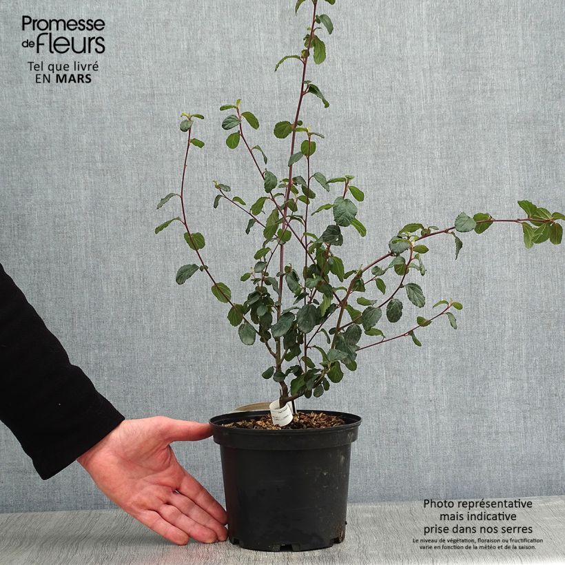 Exemplar von Säckelblume Autumnal Blue - Ceanothus Topf mit 2L/3L wie im Winter geliefert