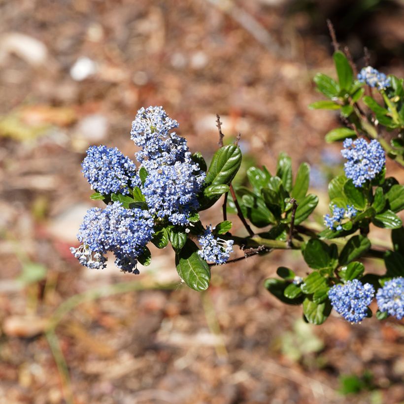Kalifornischer Flieder Blue Sapphire - Ceanothus thyrsiflorus var. repens (Flowering)