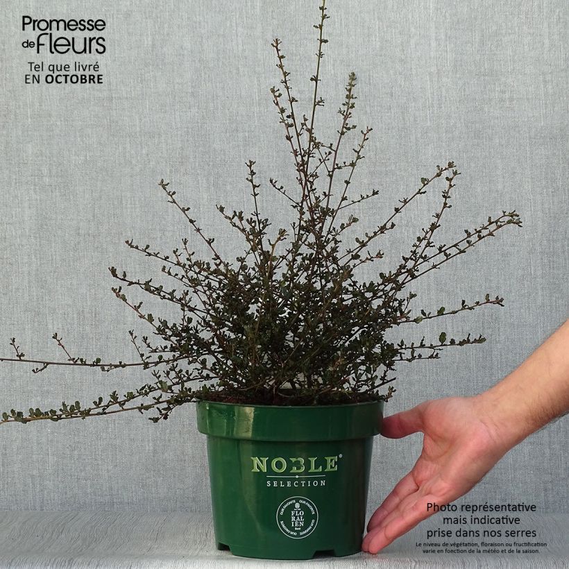 Example of Kalifornischer Flieder Blue Sapphire - Ceanothus thyrsiflorus var. repens Topf mit 2L/3L as you get in automne