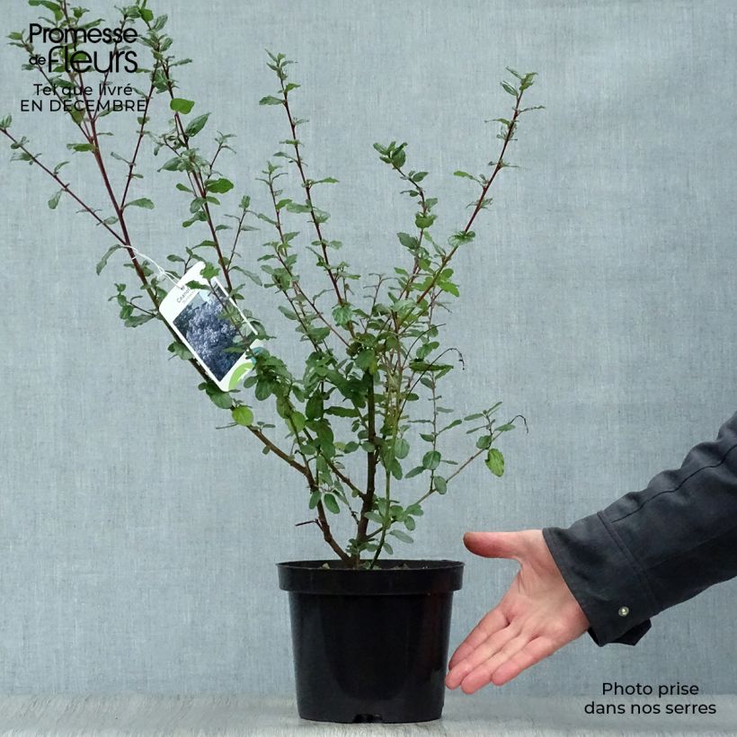 Exemplar von Säckelblume Burkwoodii - Ceanothus Topf mit 2L/3L wie im Winter geliefert