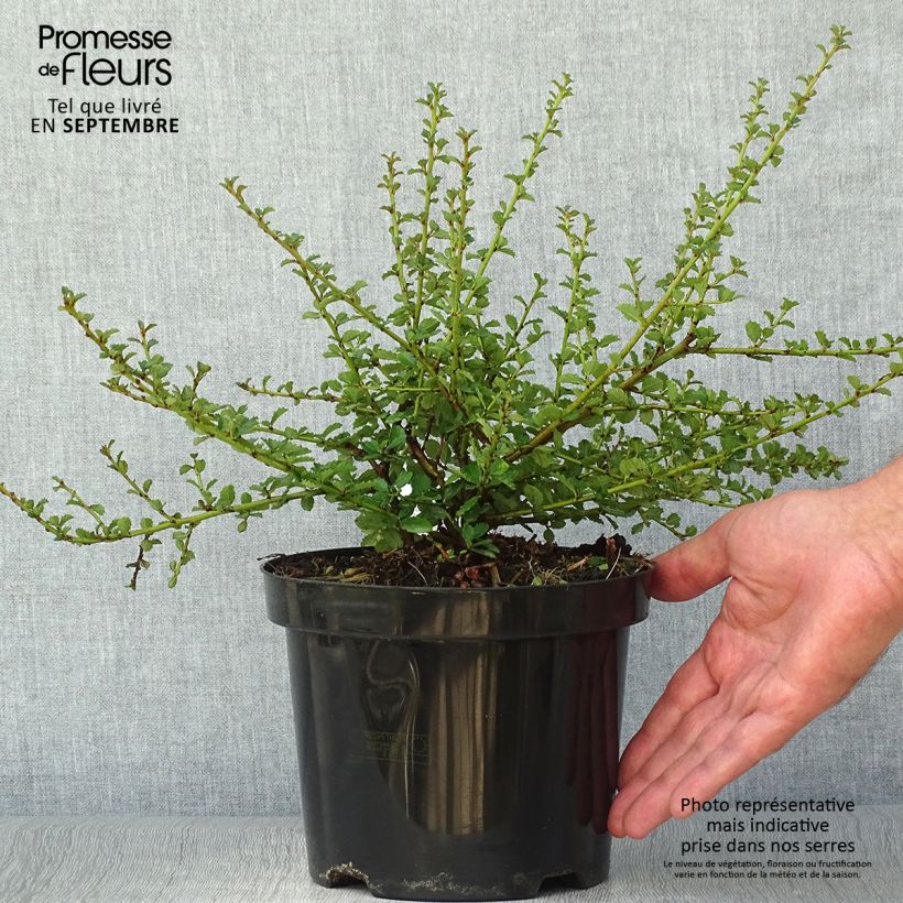 Example of Säckelblume Edinburgh - Ceanothus Topf mit 2L/3L as you get in automne