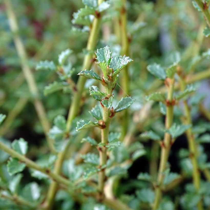 Säckelblume Edinburgh - Ceanothus (Foliage)