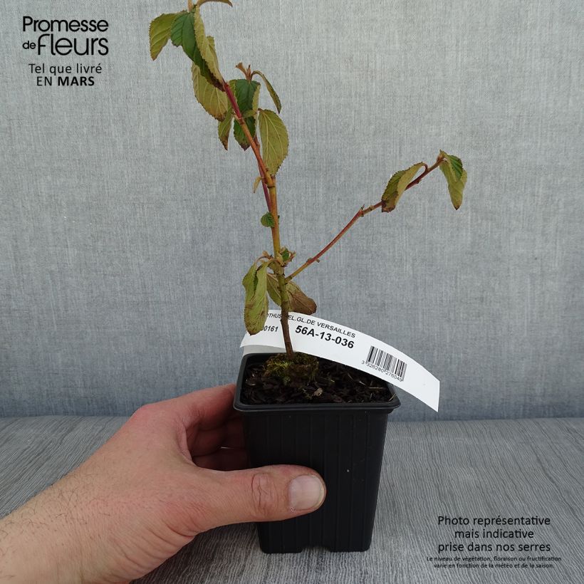 Exemplar von Säckelblume Gloire de Versailles - Ceanothus delilianus Kleine Töpfe von 8/9 cm wie im Winter geliefert