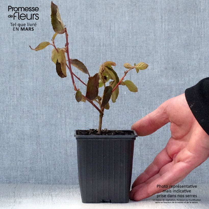 Exemplar von Säckelblume Gloire de Versailles - Ceanothus delilianus Kleine Töpfe von 8/9 cm wie im Frühjahr geliefert