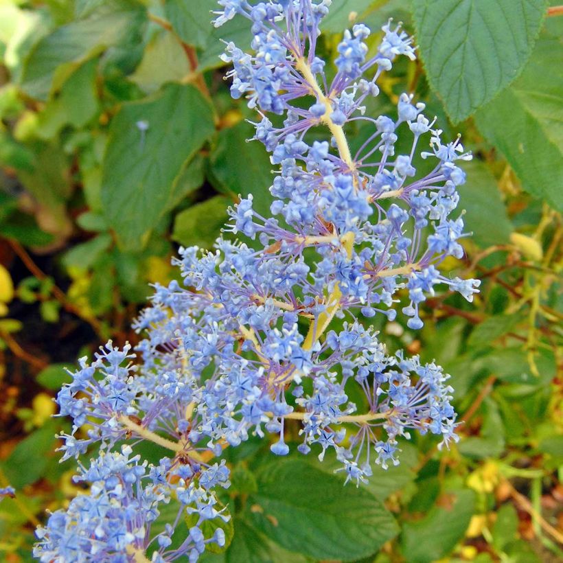 Säckelblume Gloire de Versailles - Ceanothus delilianus (Flowering)
