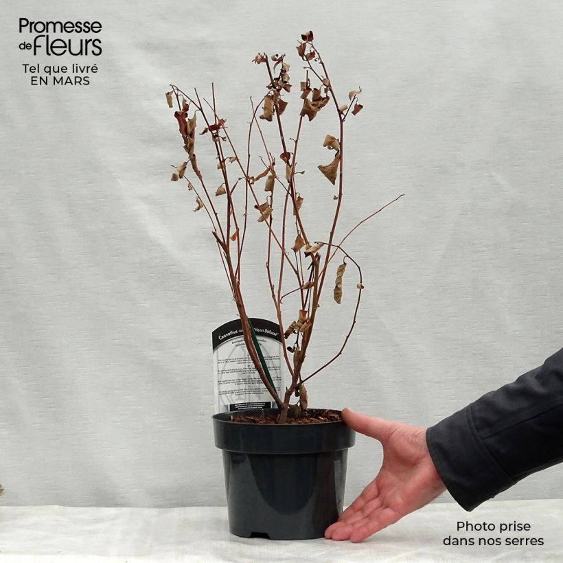 Exemplar von Säckelblume Henri Desfossé - Ceanothus delilianus Topf mit 2L/3L wie im Frühjahr geliefert