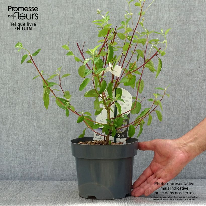 Exemplar von Säckelblume Henri Desfossé - Ceanothus delilianus Topf mit 2L/3L wie im Sommer geliefert