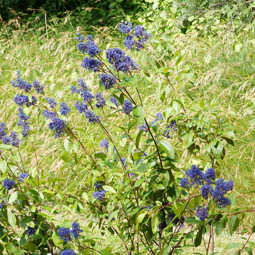Säckelblume Henri Desfossé - Ceanothus delilianus (Plant habit)