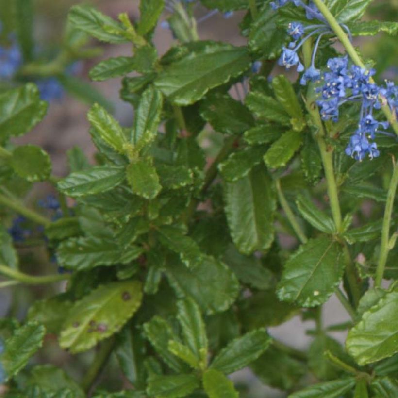 Säckelblume Italian Skies - Ceanothus foliosus (Foliage)