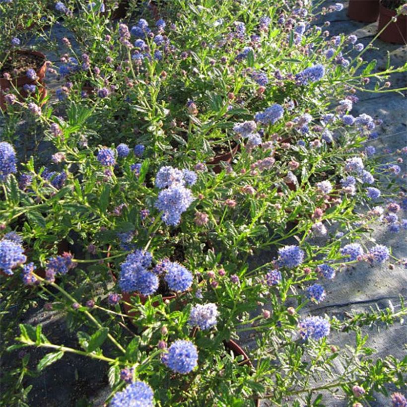 Säckelblume Italian Skies - Ceanothus foliosus (Flowering)