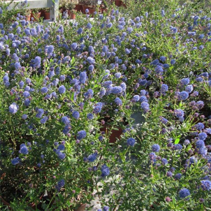 Säckelblume Italian Skies - Ceanothus foliosus (Plant habit)