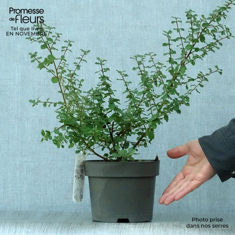 Example of Säckelblume Italian Skies - Ceanothus foliosus Topf mit 2L/3L as you get in automne