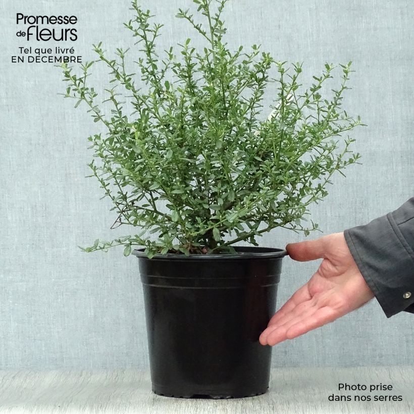 Exemplar von Säckelblume Italian Skies - Ceanothus foliosus Topf mit 4L/5L wie im Winter geliefert